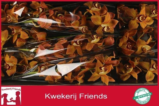 <h4>CYMB T CHARLY BROWN</h4>