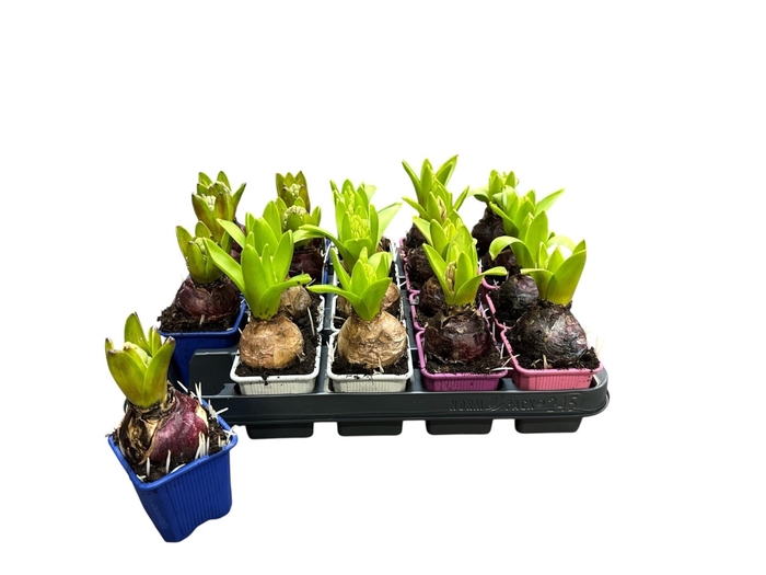 <h4>HYACIN ORIENTAL GEM</h4>