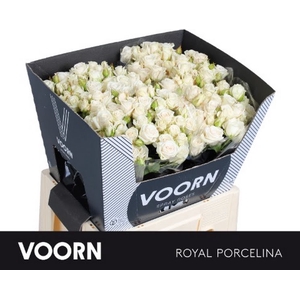 R Tr Royal Porcelina Voorn