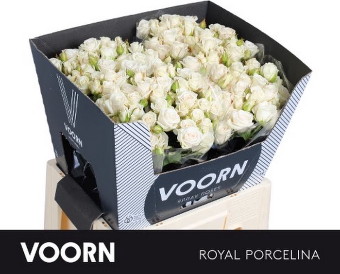 <h4>R Tr Royal Porcelina Voorn</h4>