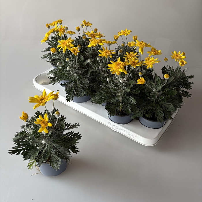 Euryops 'SilverStar' incl barcode