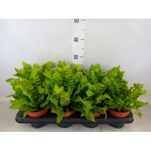 Asplenium nidus 'Crispy Wave'