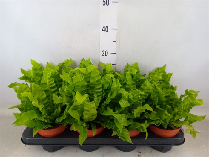 <h4>Asplenium nidus 'Crispy Wave'</h4>