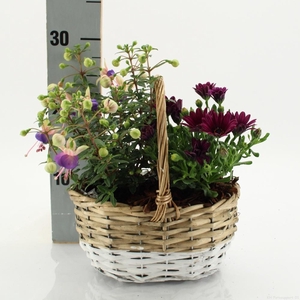 ARR TUINPLANTEN