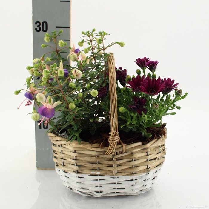 <h4>ARR TUINPLANTEN</h4>