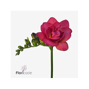 Freesia do expression