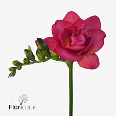 <h4>Freesia do expression</h4>