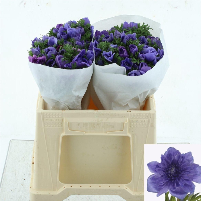 <h4>ANEM CO LEVAN BLU</h4>