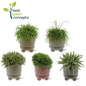 RHIPSALIS GEM