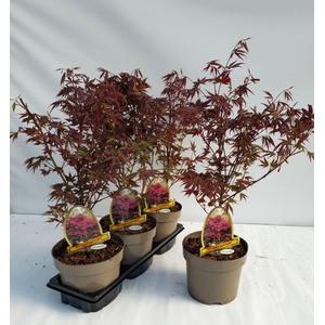 Acer palmatum Atropurpureum