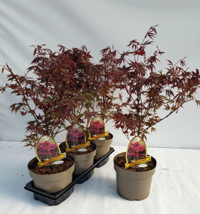 <h4>Acer palmatum Atropurpureum</h4>