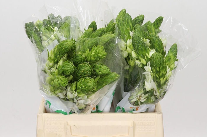 <h4>Ornithogalum thyrsoides Milky Way</h4>