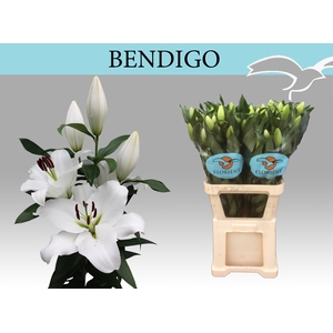 LI OT BENDIGO