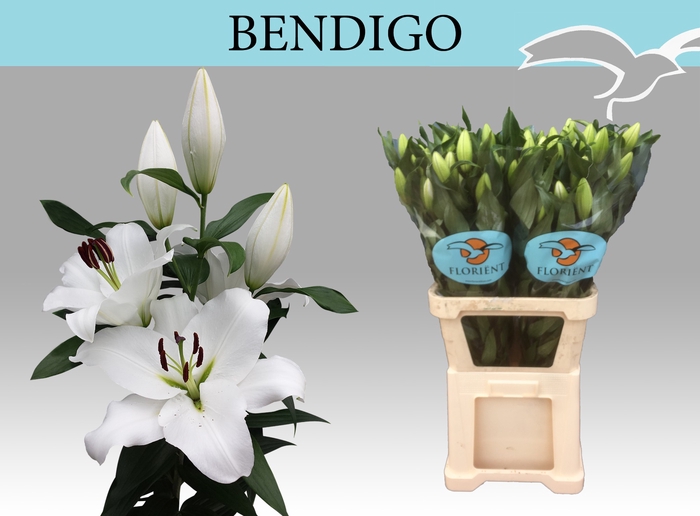 <h4>LI OT BENDIGO</h4>