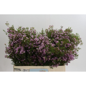 Chamelaucium Early Nir