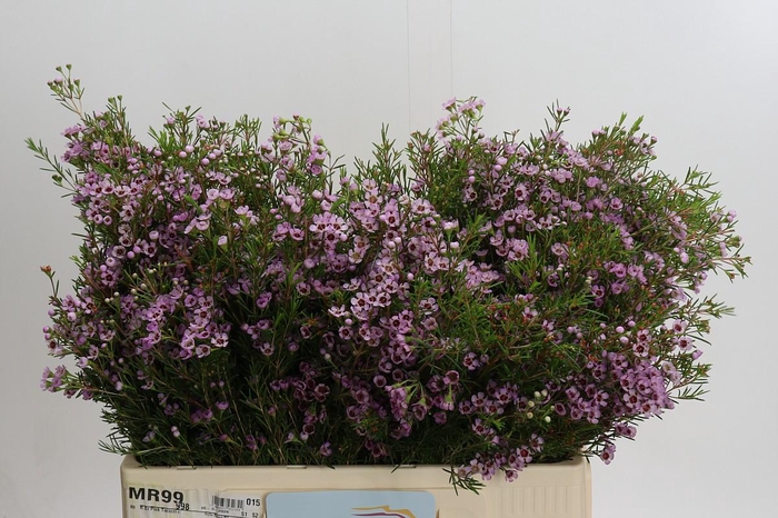 <h4>Chamelaucium Early Nir</h4>