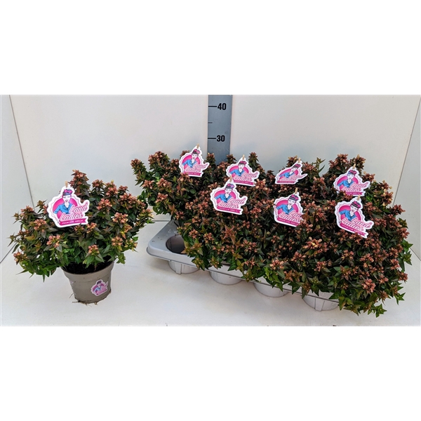 Abelia Little Lady 13T