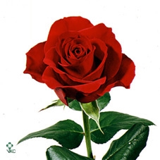 1520 - Happiness Hearts (Hyacint)