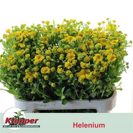 <h4>Helen Kanaria</h4>