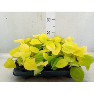 Philodendron scand. 'Lemon Lime'