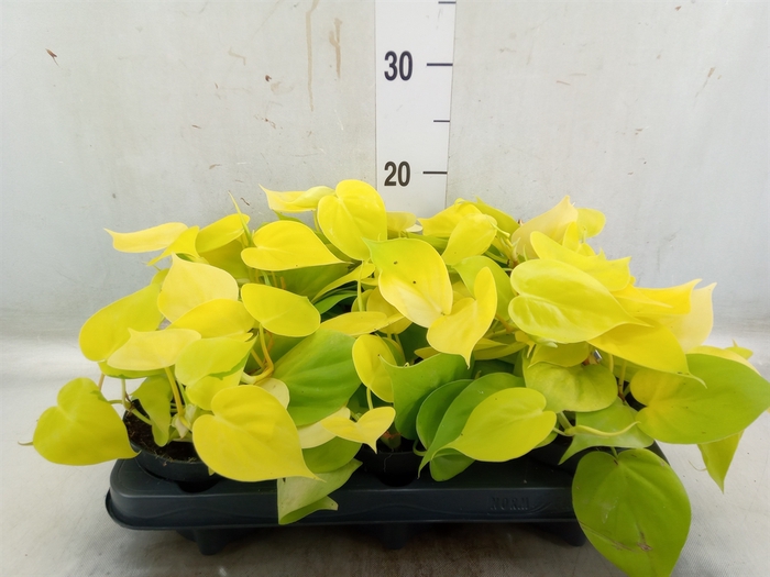 <h4>Philodendron scand. 'Lemon Lime'</h4>