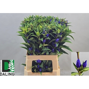 GENTI JUST BLUE