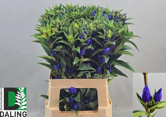 <h4>GENTI JUST BLUE</h4>