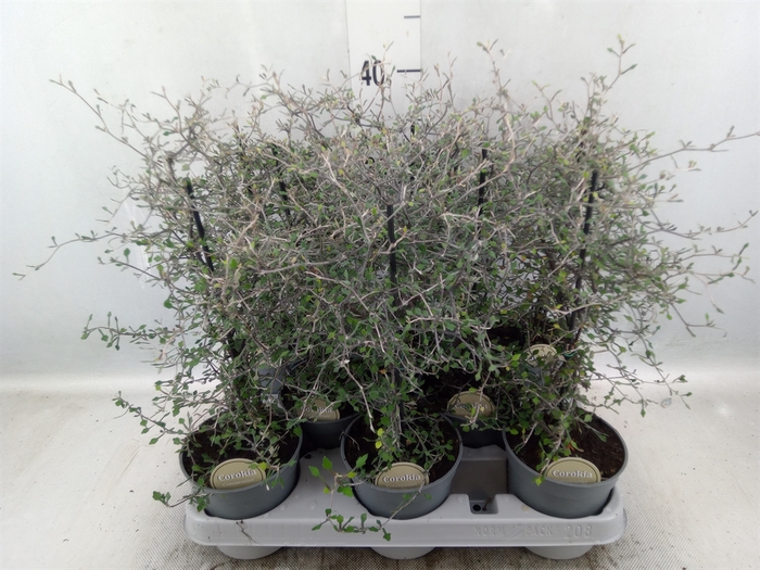 <h4>Corokia cotoneaster</h4>