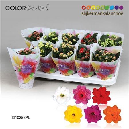<h4>Kalanchoe Colorsplash - 5 Colors Mi</h4>