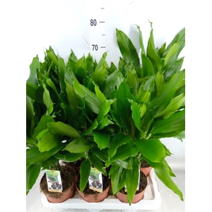 Dracaena frag. 'Steudneri'