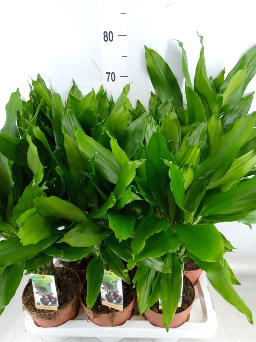<h4>Dracaena frag. 'Steudneri'</h4>
