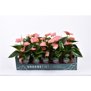 Anthurium Andreanum Grp Sweet Dream