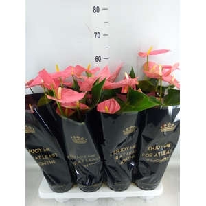 Anthurium andr. 'Colorado'