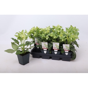 Helleborus lividus White 9 cm