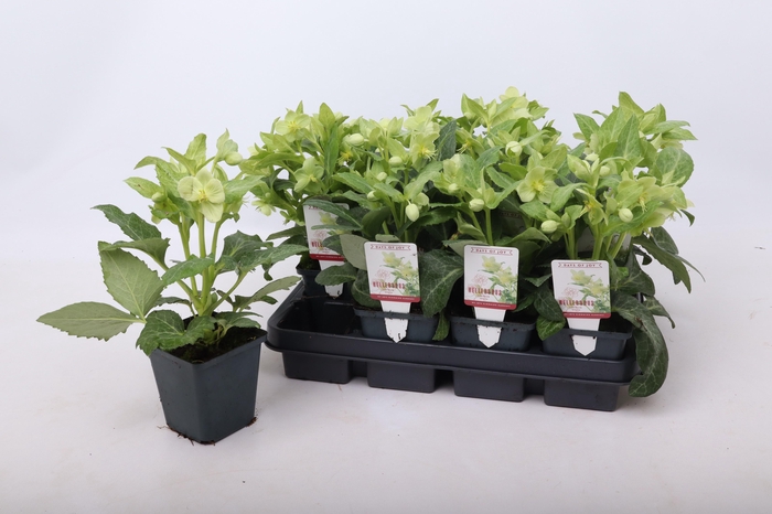 <h4>Helleborus lividus White 9 cm</h4>