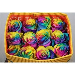 R Gr Rainbow Ec