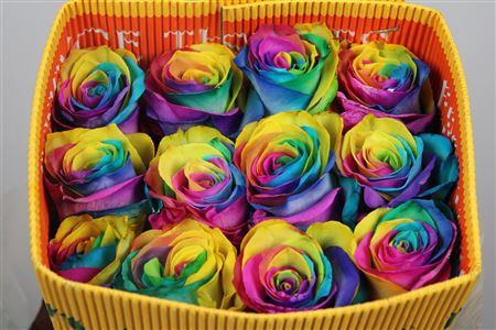 <h4>R Gr Rainbow Ec</h4>