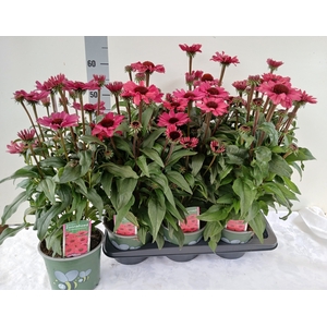 ECHINA  SUNSEEK RED