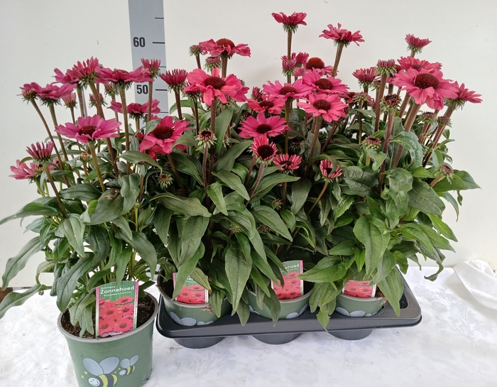 <h4>ECHINA  SUNSEEK RED</h4>