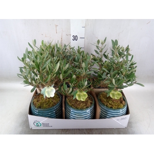 Arr.   Kamerplant Groen L%