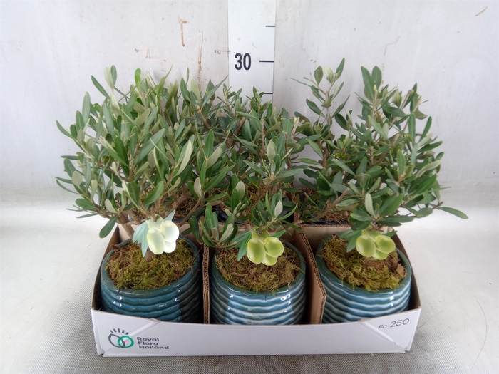 <h4>Arr.   Kamerplant Groen L%</h4>