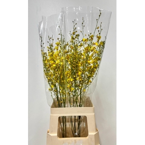 DENDR ONCIDIUM -LL ONCIDIUM -XLL