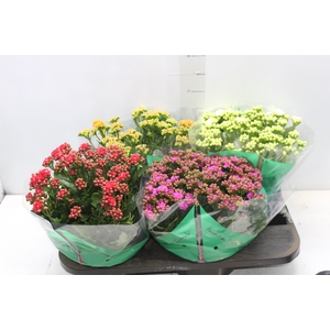 KALANCHOE DOBRADO C21