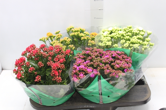 <h4>KALANCHOE DOBRADO C21</h4>