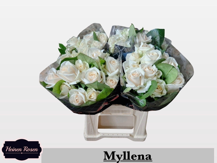 <h4>R GR MYLLENA@</h4>