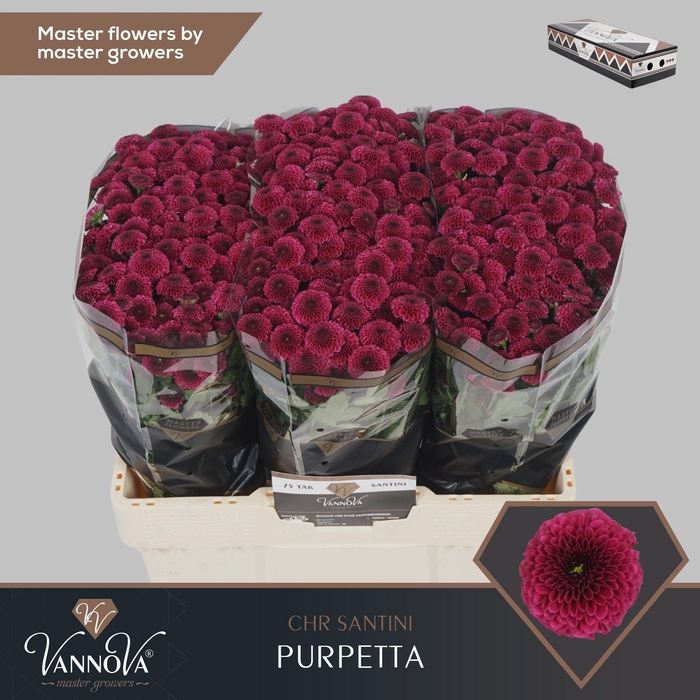 <h4>Chr S Purpetta</h4>