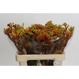 Anigozanthos Flavidus Bush Tango