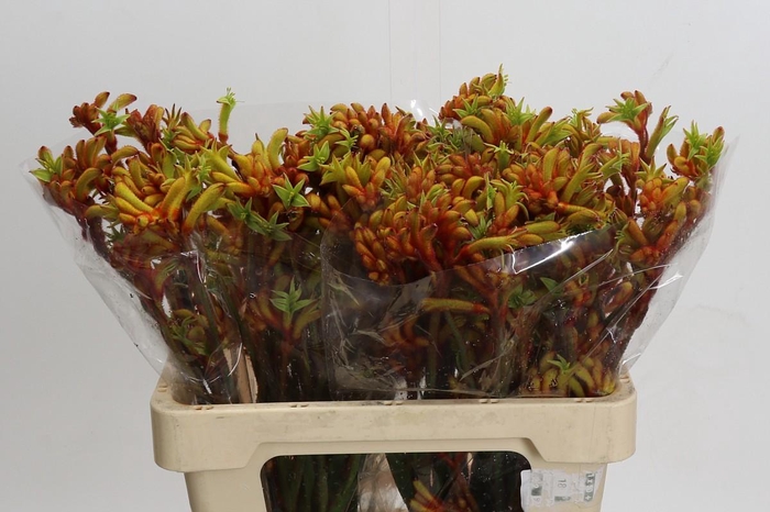 <h4>Anigozanthos Flavidus Bush Tango</h4>