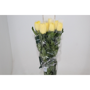 ANASTASIA SUNNY 080 CM AMARELO
