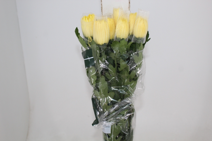 <h4>ANASTASIA SUNNY 080 CM AMARELO</h4>
